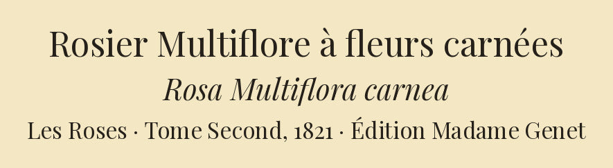 Rosa Multiflora carnea — Rosier Multiflore à fleurs carnées, hand-coloured stipple engraving after Redouté, engraved by Talbeaux, Les Roses, Paris 1821.