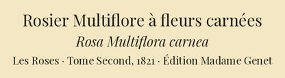 Rosa Multiflora carnea — Rosier Multiflore à fleurs carnées, hand-coloured stipple engraving after Redouté, engraved by Talbeaux, Les Roses, Paris 1821.