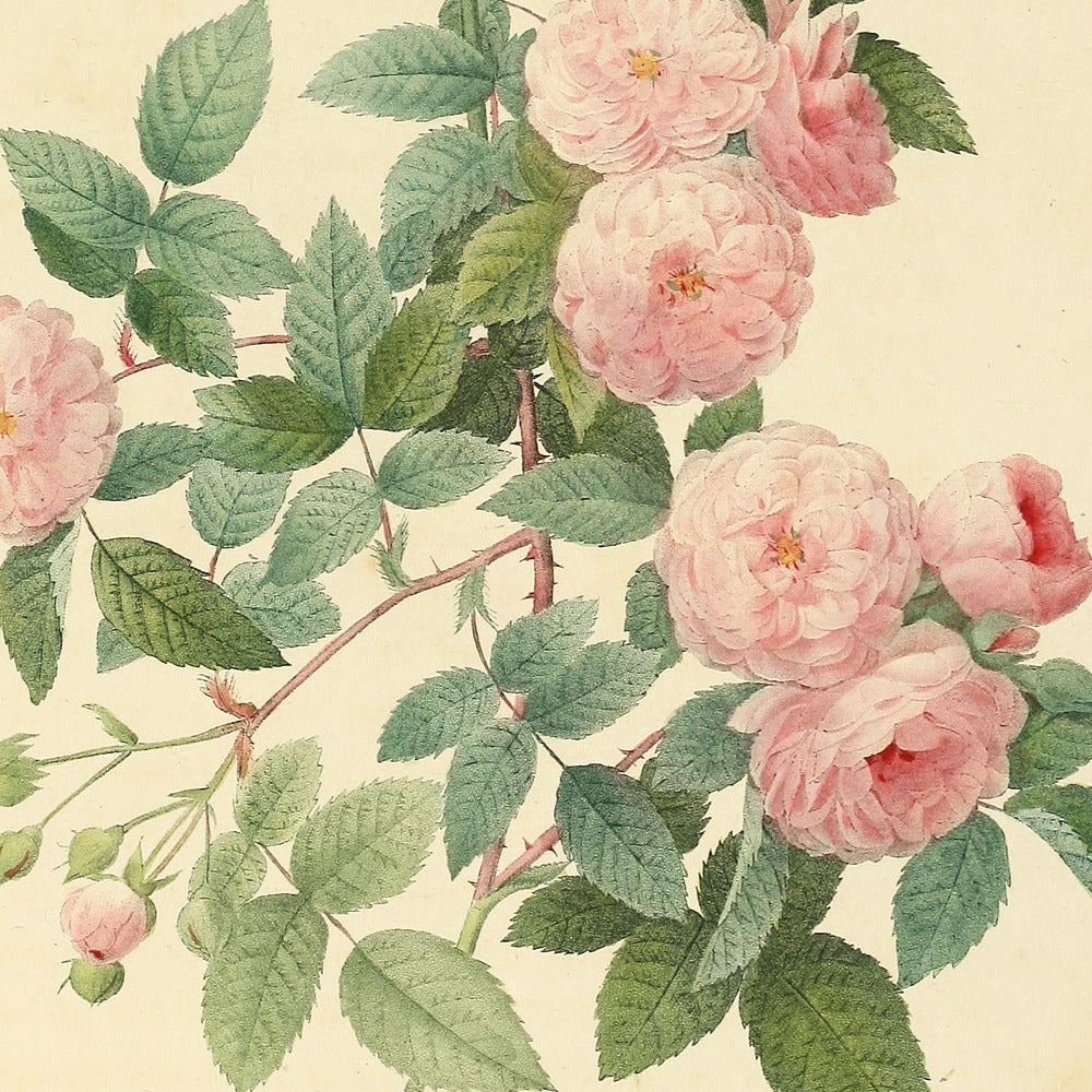 Rosa Multiflora carnea — Rosier Multiflore à fleurs carnées, hand-coloured stipple engraving after Redouté, engraved by Talbeaux, Les Roses, Paris 1821.