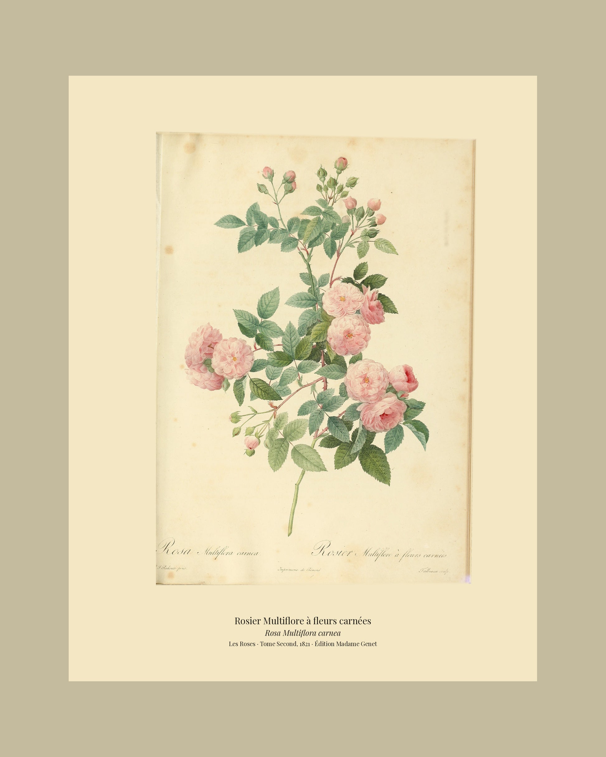 Rosa Multiflora carnea — Rosier Multiflore à fleurs carnées, hand-coloured stipple engraving after Redouté, engraved by Talbeaux, Les Roses, Paris 1821.