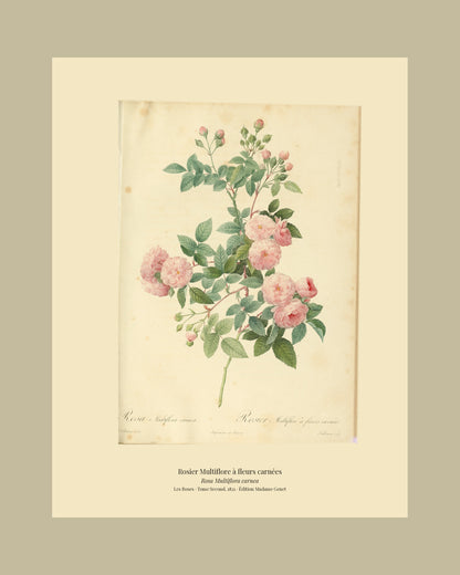 Rosa Multiflora carnea — Rosier Multiflore à fleurs carnées, hand-coloured stipple engraving after Redouté, engraved by Talbeaux, Les Roses, Paris 1821.