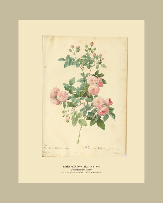 Rosa Multiflora carnea — Rosier Multiflore à fleurs carnées, hand-coloured stipple engraving after Redouté, engraved by Talbeaux, Les Roses, Paris 1821.