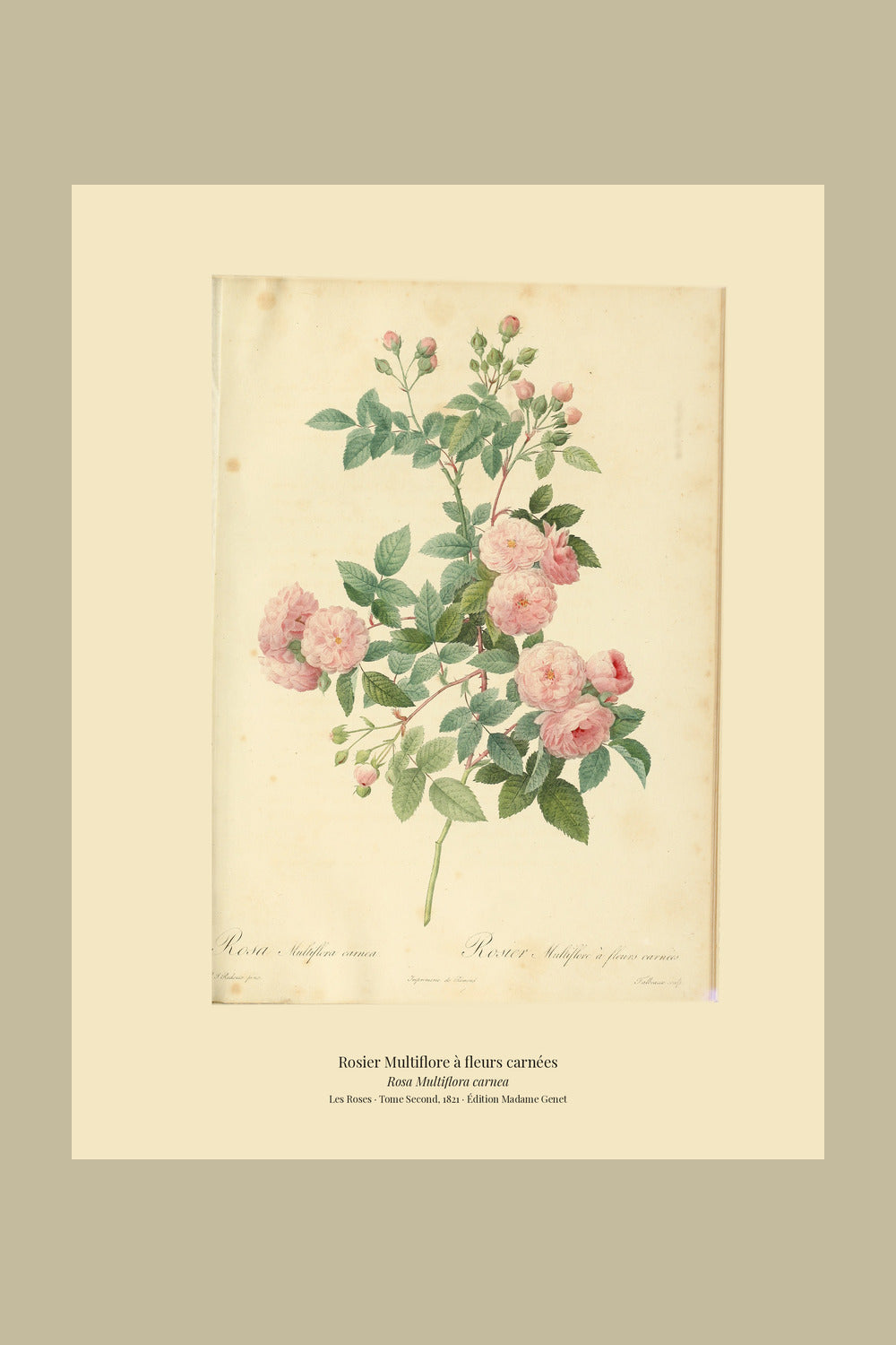 Rosa Multiflora carnea — Rosier Multiflore à fleurs carnées, hand-coloured stipple engraving after Redouté, engraved by Talbeaux, Les Roses, Paris 1821.