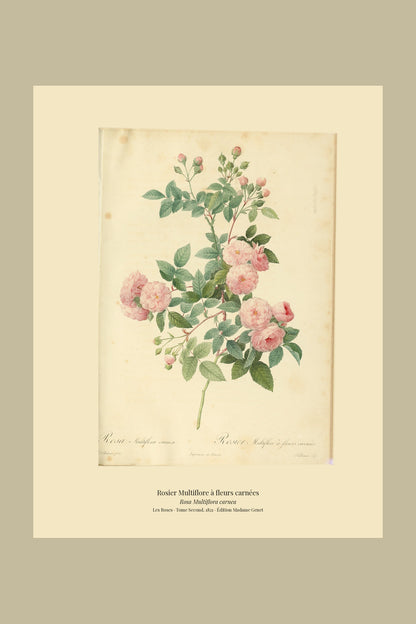 Rosa Multiflora carnea — Rosier Multiflore à fleurs carnées, hand-coloured stipple engraving after Redouté, engraved by Talbeaux, Les Roses, Paris 1821.