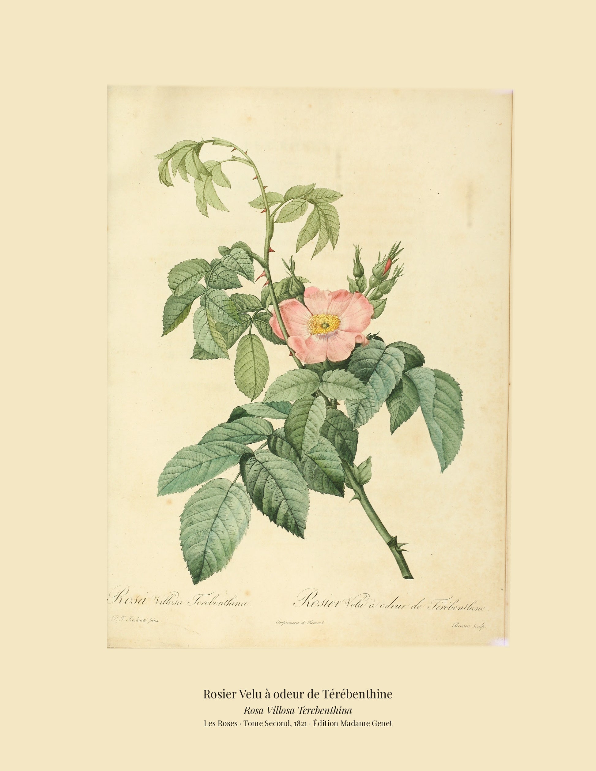 Rosa Villosa Terebenthina — Rosier Velu à odeur de Térébenthine, hand-coloured stipple engraving after Redouté, engraved by Bessin, Les Roses, Paris 1821.