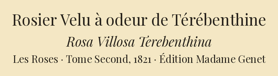 Rosa Villosa Terebenthina — Rosier Velu à odeur de Térébenthine, hand-coloured stipple engraving after Redouté, engraved by Bessin, Les Roses, Paris 1821.