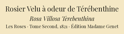 Rosa Villosa Terebenthina — Rosier Velu à odeur de Térébenthine, hand-coloured stipple engraving after Redouté, engraved by Bessin, Les Roses, Paris 1821.