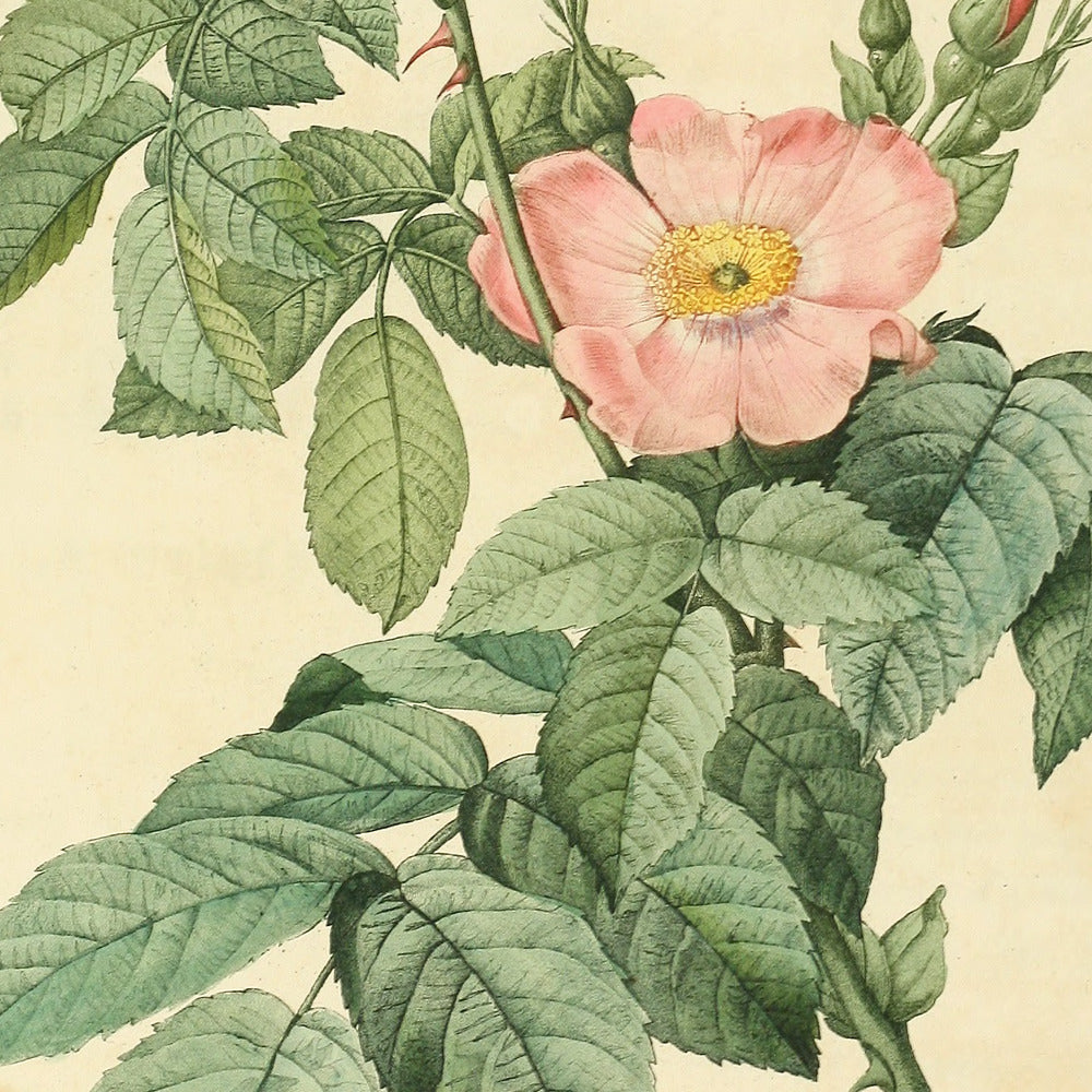 Rosa Villosa Terebenthina — Rosier Velu à odeur de Térébenthine, hand-coloured stipple engraving after Redouté, engraved by Bessin, Les Roses, Paris 1821.