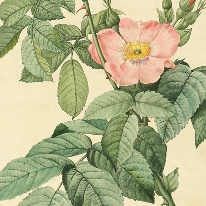 Rosa Villosa Terebenthina — Rosier Velu à odeur de Térébenthine, hand-coloured stipple engraving after Redouté, engraved by Bessin, Les Roses, Paris 1821.