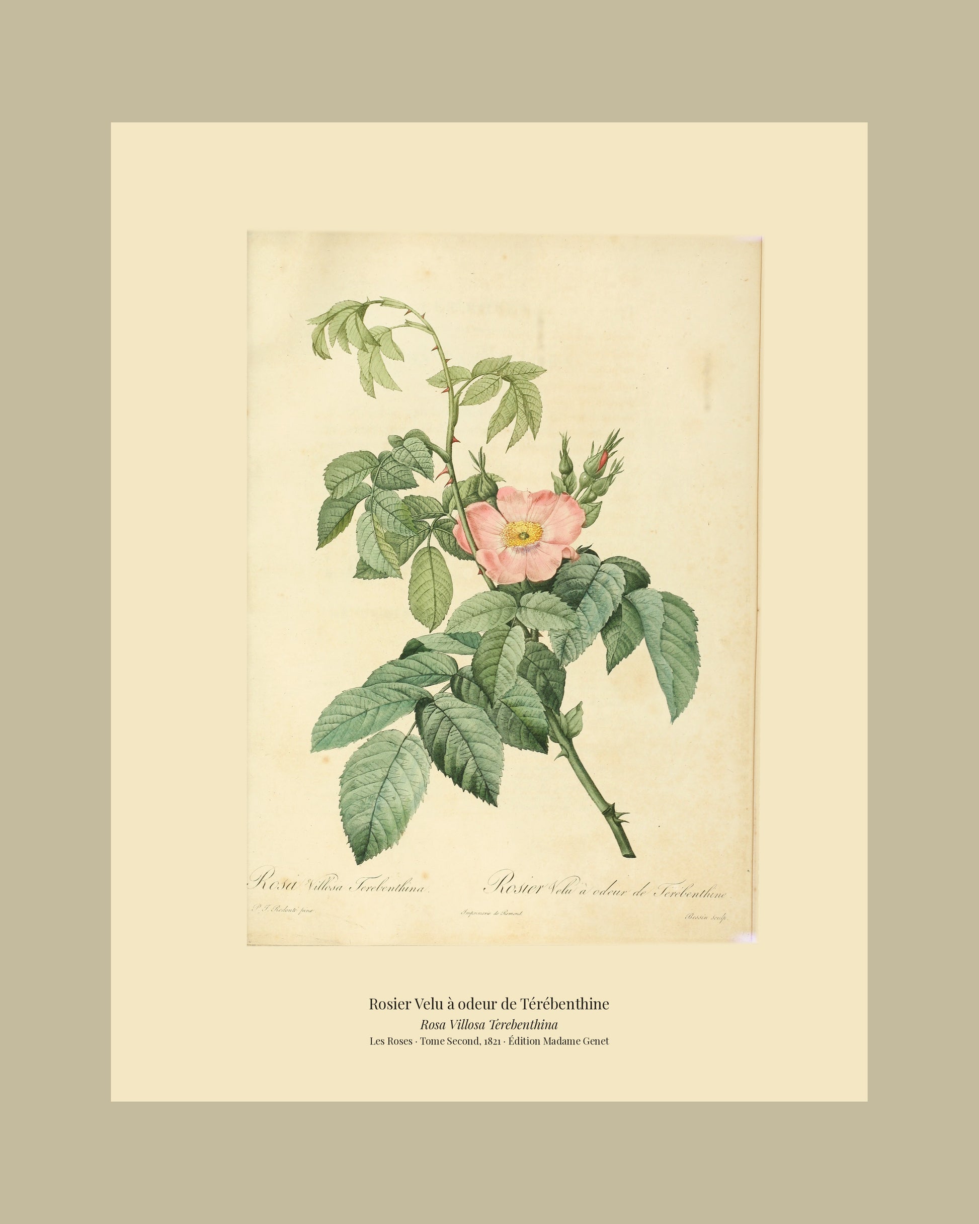 Rosa Villosa Terebenthina — Rosier Velu à odeur de Térébenthine, hand-coloured stipple engraving after Redouté, engraved by Bessin, Les Roses, Paris 1821.