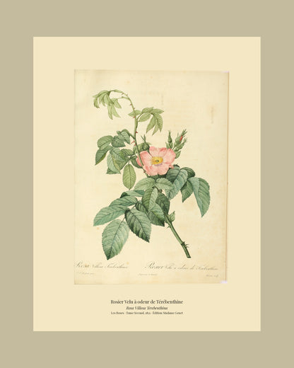 Rosa Villosa Terebenthina — Rosier Velu à odeur de Térébenthine, hand-coloured stipple engraving after Redouté, engraved by Bessin, Les Roses, Paris 1821.