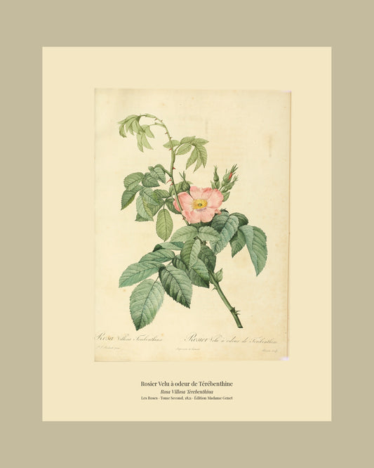 Rosa Villosa Terebenthina — Rosier Velu à odeur de Térébenthine, hand-coloured stipple engraving after Redouté, engraved by Bessin, Les Roses, Paris 1821.