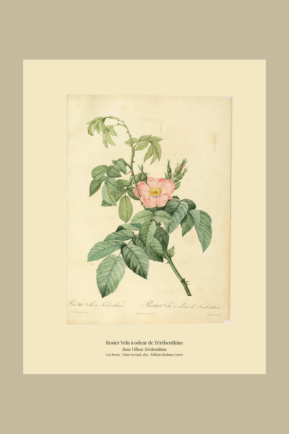 Rosa Villosa Terebenthina — Rosier Velu à odeur de Térébenthine, hand-coloured stipple engraving after Redouté, engraved by Bessin, Les Roses, Paris 1821.