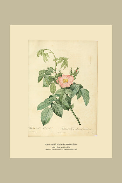 Rosa Villosa Terebenthina — Rosier Velu à odeur de Térébenthine, hand-coloured stipple engraving after Redouté, engraved by Bessin, Les Roses, Paris 1821.