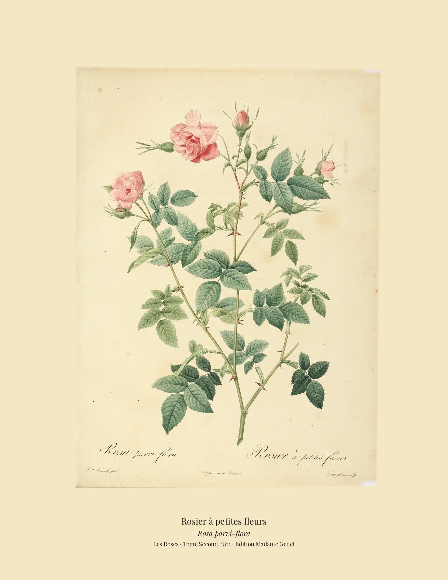 Rosa parvi-flora — Rosier à petites fleurs, hand-coloured stipple engraving after Redouté, engraved by Langlois, Les Roses, Paris 1821.