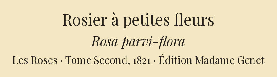 Rosa parvi-flora — Rosier à petites fleurs, hand-coloured stipple engraving after Redouté, engraved by Langlois, Les Roses, Paris 1821.
