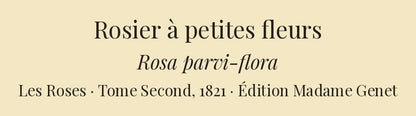 Rosa parvi-flora — Rosier à petites fleurs, hand-coloured stipple engraving after Redouté, engraved by Langlois, Les Roses, Paris 1821.