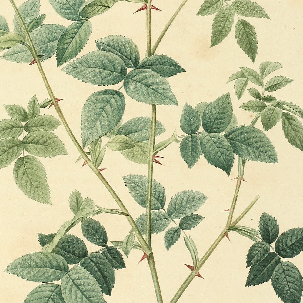 Rosa parvi-flora — Rosier à petites fleurs, hand-coloured stipple engraving after Redouté, engraved by Langlois, Les Roses, Paris 1821.