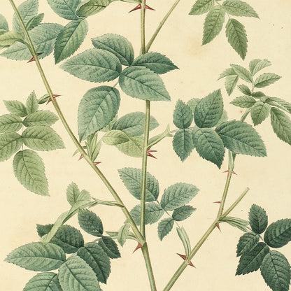 Rosa parvi-flora — Rosier à petites fleurs, hand-coloured stipple engraving after Redouté, engraved by Langlois, Les Roses, Paris 1821.