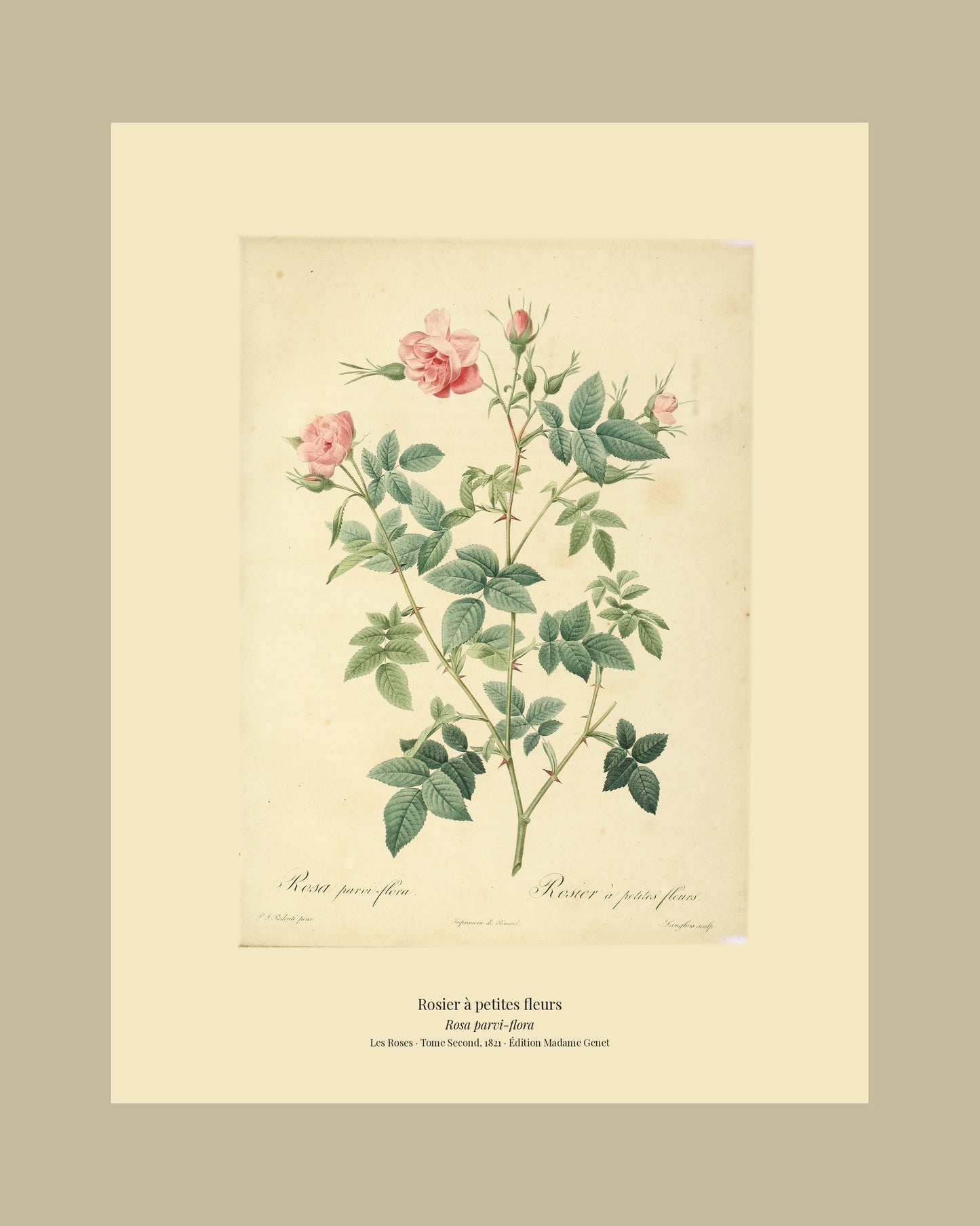 Rosa parvi-flora — Rosier à petites fleurs, hand-coloured stipple engraving after Redouté, engraved by Langlois, Les Roses, Paris 1821.