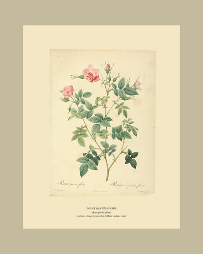 Rosa parvi-flora — Rosier à petites fleurs, hand-coloured stipple engraving after Redouté, engraved by Langlois, Les Roses, Paris 1821.