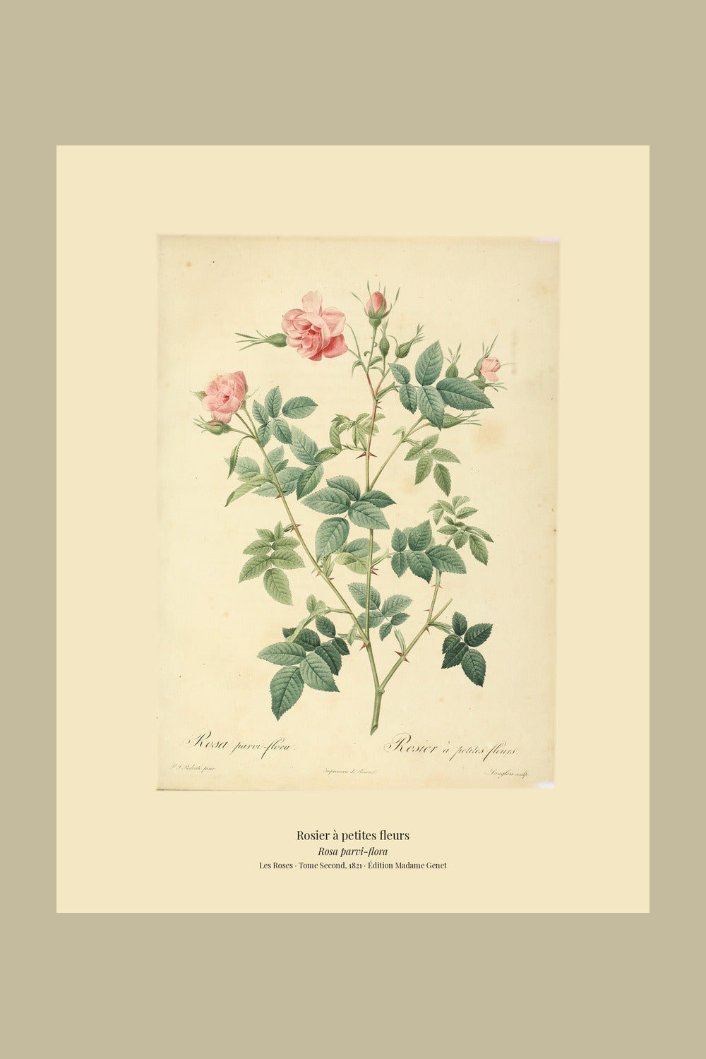 Rosa parvi-flora — Rosier à petites fleurs, hand-coloured stipple engraving after Redouté, engraved by Langlois, Les Roses, Paris 1821.