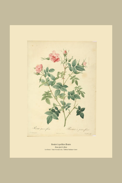 Rosa parvi-flora — Rosier à petites fleurs, hand-coloured stipple engraving after Redouté, engraved by Langlois, Les Roses, Paris 1821.