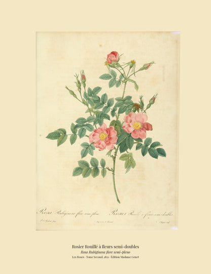 Rosa Rubiginosa flore semi-pleno — Rosier Rouillé à fleurs semi-doubles, hand-coloured stipple engraving after Redouté, engraved by Chapuy, Les Roses, Paris 1821.