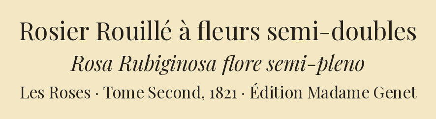 Rosa Rubiginosa flore semi-pleno — Rosier Rouillé à fleurs semi-doubles, hand-coloured stipple engraving after Redouté, engraved by Chapuy, Les Roses, Paris 1821.