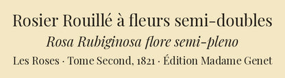 Rosa Rubiginosa flore semi-pleno — Rosier Rouillé à fleurs semi-doubles, hand-coloured stipple engraving after Redouté, engraved by Chapuy, Les Roses, Paris 1821.