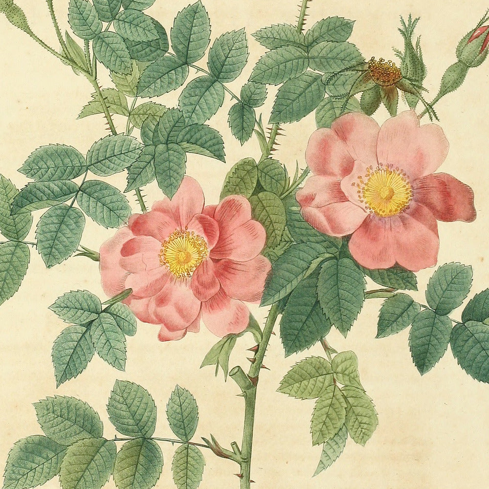Rosa Rubiginosa flore semi-pleno — Rosier Rouillé à fleurs semi-doubles, hand-coloured stipple engraving after Redouté, engraved by Chapuy, Les Roses, Paris 1821.