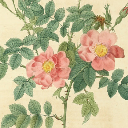 Rosa Rubiginosa flore semi-pleno — Rosier Rouillé à fleurs semi-doubles, hand-coloured stipple engraving after Redouté, engraved by Chapuy, Les Roses, Paris 1821.