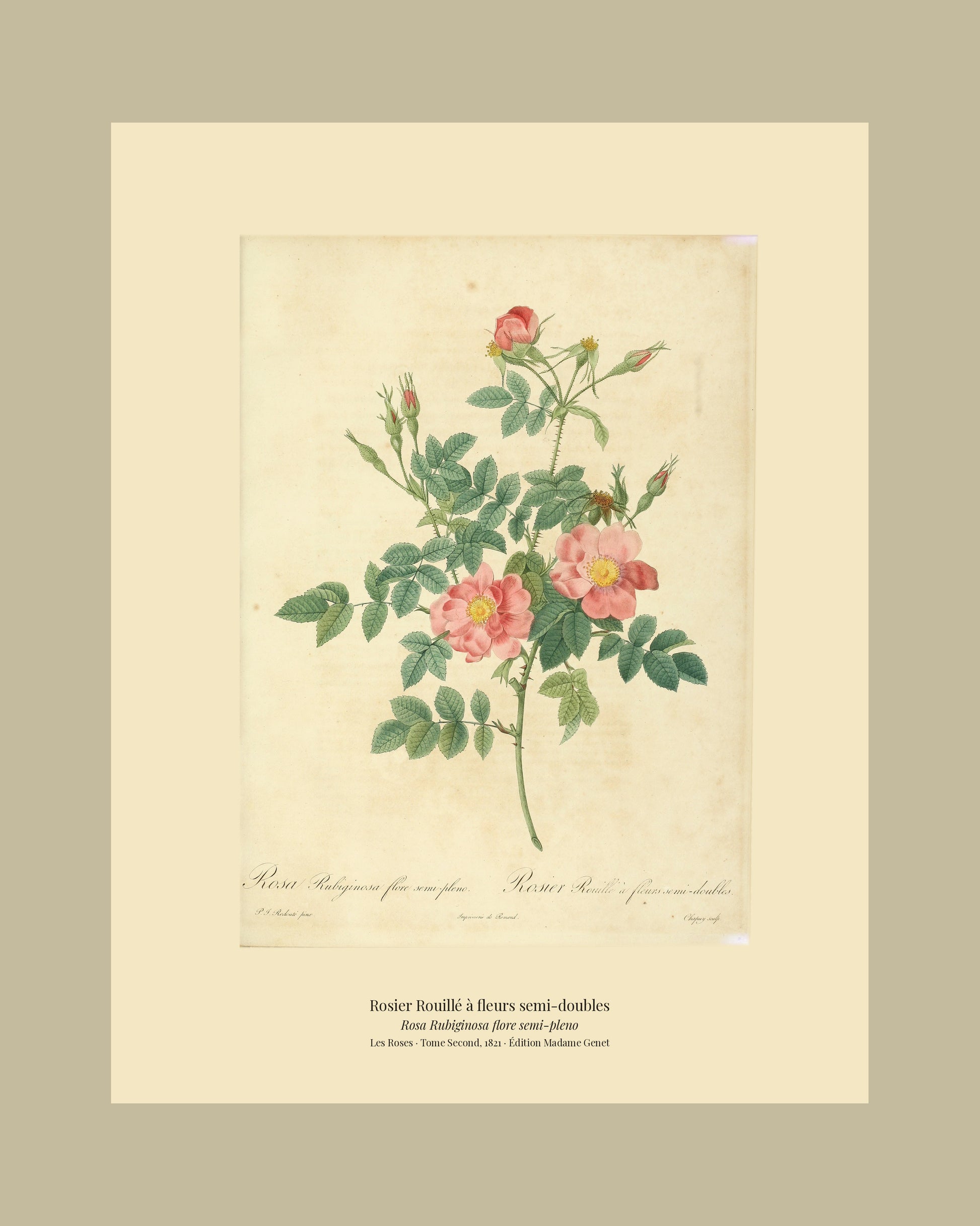 Rosa Rubiginosa flore semi-pleno — Rosier Rouillé à fleurs semi-doubles, hand-coloured stipple engraving after Redouté, engraved by Chapuy, Les Roses, Paris 1821.
