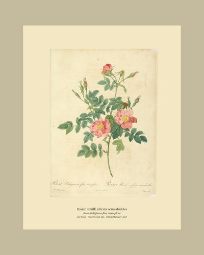 Rosa Rubiginosa flore semi-pleno — Rosier Rouillé à fleurs semi-doubles, hand-coloured stipple engraving after Redouté, engraved by Chapuy, Les Roses, Paris 1821.
