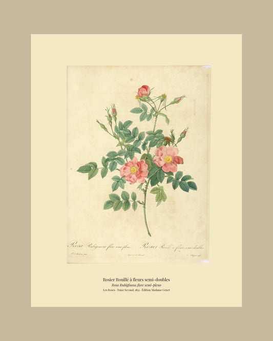 Rosa Rubiginosa flore semi-pleno — Rosier Rouillé à fleurs semi-doubles, hand-coloured stipple engraving after Redouté, engraved by Chapuy, Les Roses, Paris 1821.