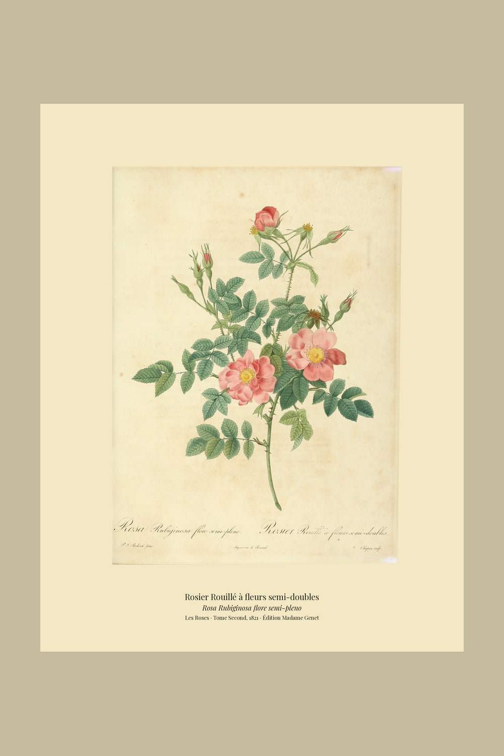 Rosa Rubiginosa flore semi-pleno — Rosier Rouillé à fleurs semi-doubles, hand-coloured stipple engraving after Redouté, engraved by Chapuy, Les Roses, Paris 1821.