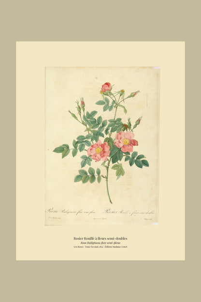 Rosa Rubiginosa flore semi-pleno — Rosier Rouillé à fleurs semi-doubles, hand-coloured stipple engraving after Redouté, engraved by Chapuy, Les Roses, Paris 1821.