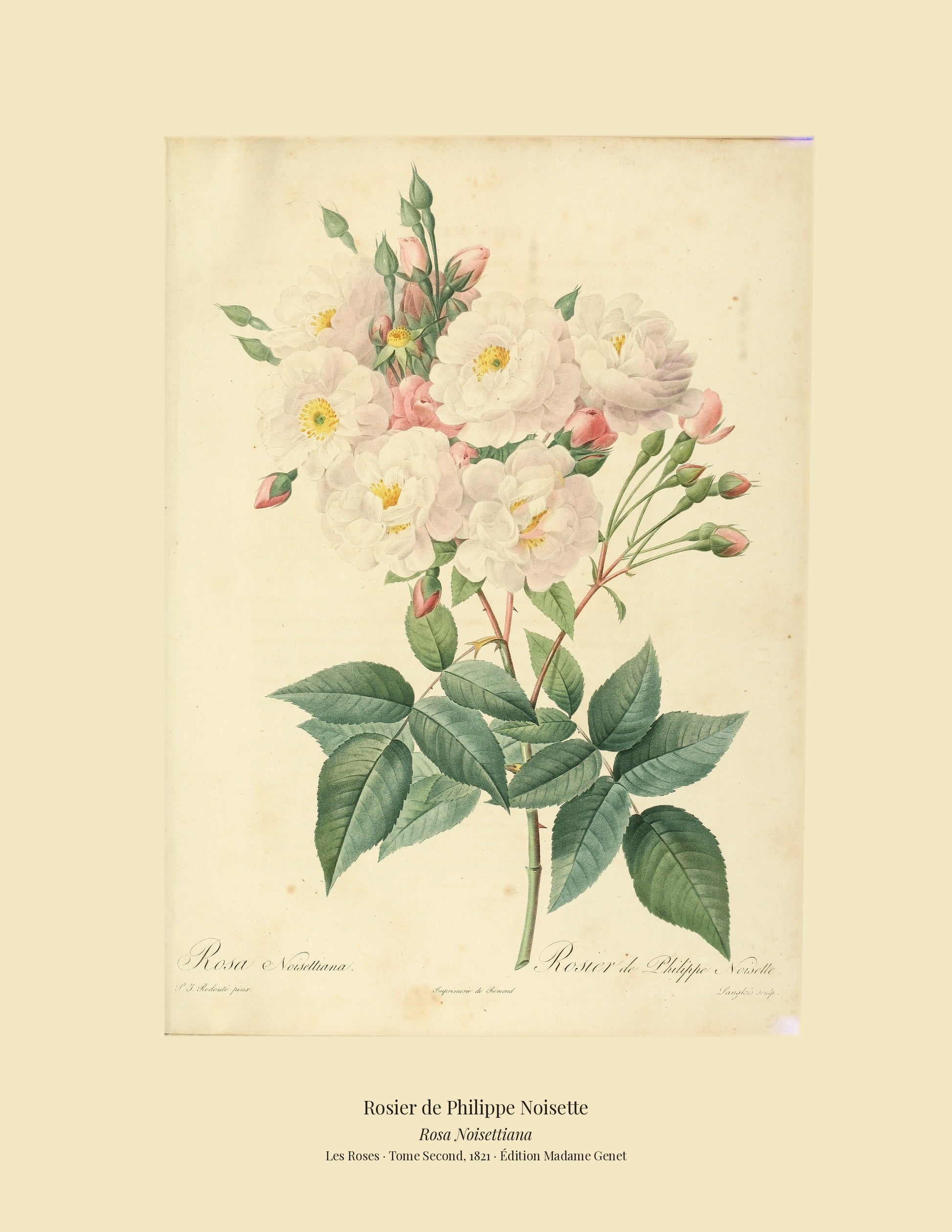 Rosa Noisettiana — Rosier de Philippe Noisette, hand-coloured stipple engraving after Redouté, engraved by Langlois, Les Roses, Paris 1821.