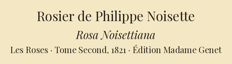Rosa Noisettiana — Rosier de Philippe Noisette, hand-coloured stipple engraving after Redouté, engraved by Langlois, Les Roses, Paris 1821.