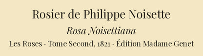 Rosa Noisettiana — Rosier de Philippe Noisette, hand-coloured stipple engraving after Redouté, engraved by Langlois, Les Roses, Paris 1821.