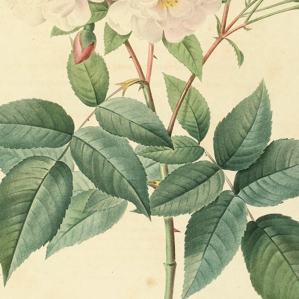 Rosa Noisettiana — Rosier de Philippe Noisette, hand-coloured stipple engraving after Redouté, engraved by Langlois, Les Roses, Paris 1821.
