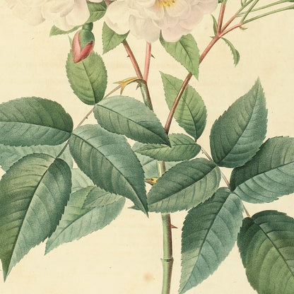 Rosa Noisettiana — Rosier de Philippe Noisette, hand-coloured stipple engraving after Redouté, engraved by Langlois, Les Roses, Paris 1821.