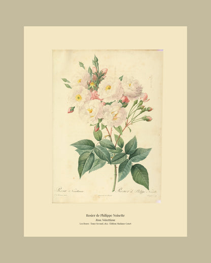 Rosa Noisettiana — Rosier de Philippe Noisette, hand-coloured stipple engraving after Redouté, engraved by Langlois, Les Roses, Paris 1821.