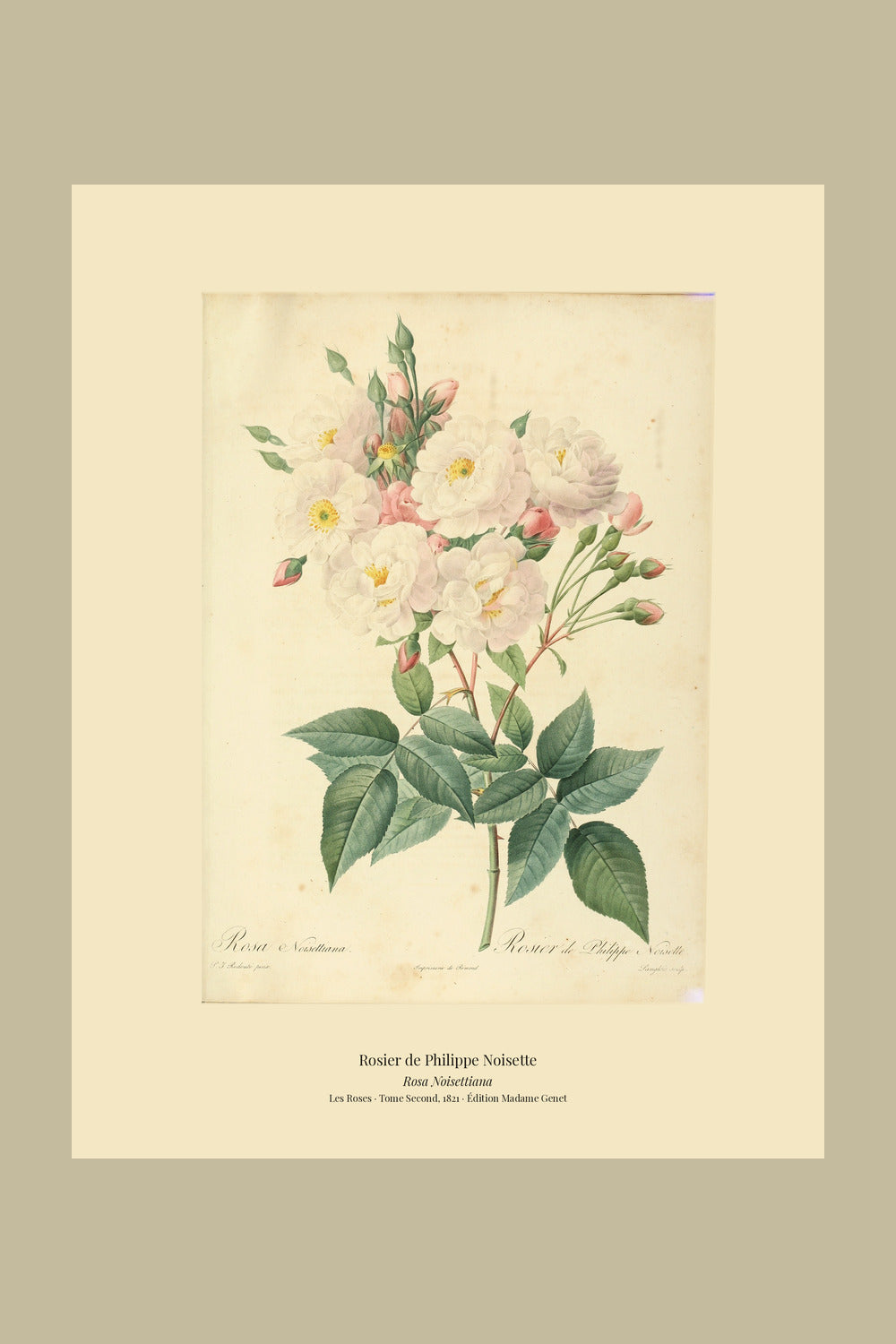 Rosa Noisettiana — Rosier de Philippe Noisette, hand-coloured stipple engraving after Redouté, engraved by Langlois, Les Roses, Paris 1821.