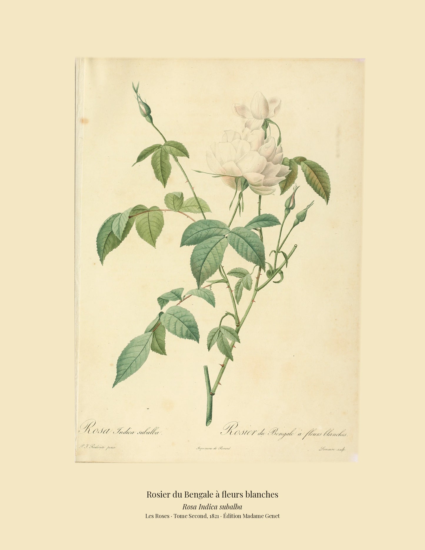Rosa Indica subalba — Rosier du Bengale à fleurs blanches, hand-coloured stipple engraving after Redouté, engraved by Lemaire, Les Roses, Paris 1821.