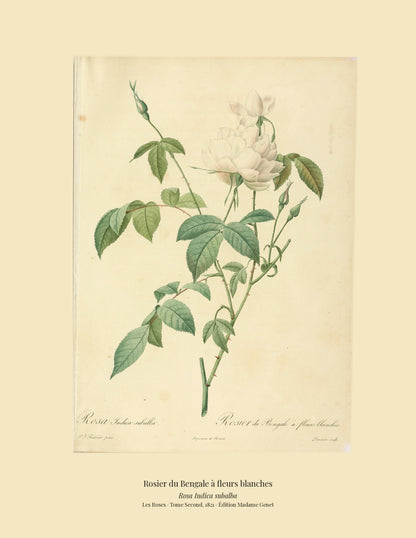 Rosa Indica subalba — Rosier du Bengale à fleurs blanches, hand-coloured stipple engraving after Redouté, engraved by Lemaire, Les Roses, Paris 1821.