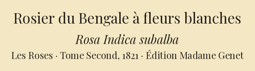 Rosa Indica subalba — Rosier du Bengale à fleurs blanches, hand-coloured stipple engraving after Redouté, engraved by Lemaire, Les Roses, Paris 1821.