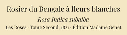 Rosa Indica subalba — Rosier du Bengale à fleurs blanches, hand-coloured stipple engraving after Redouté, engraved by Lemaire, Les Roses, Paris 1821.