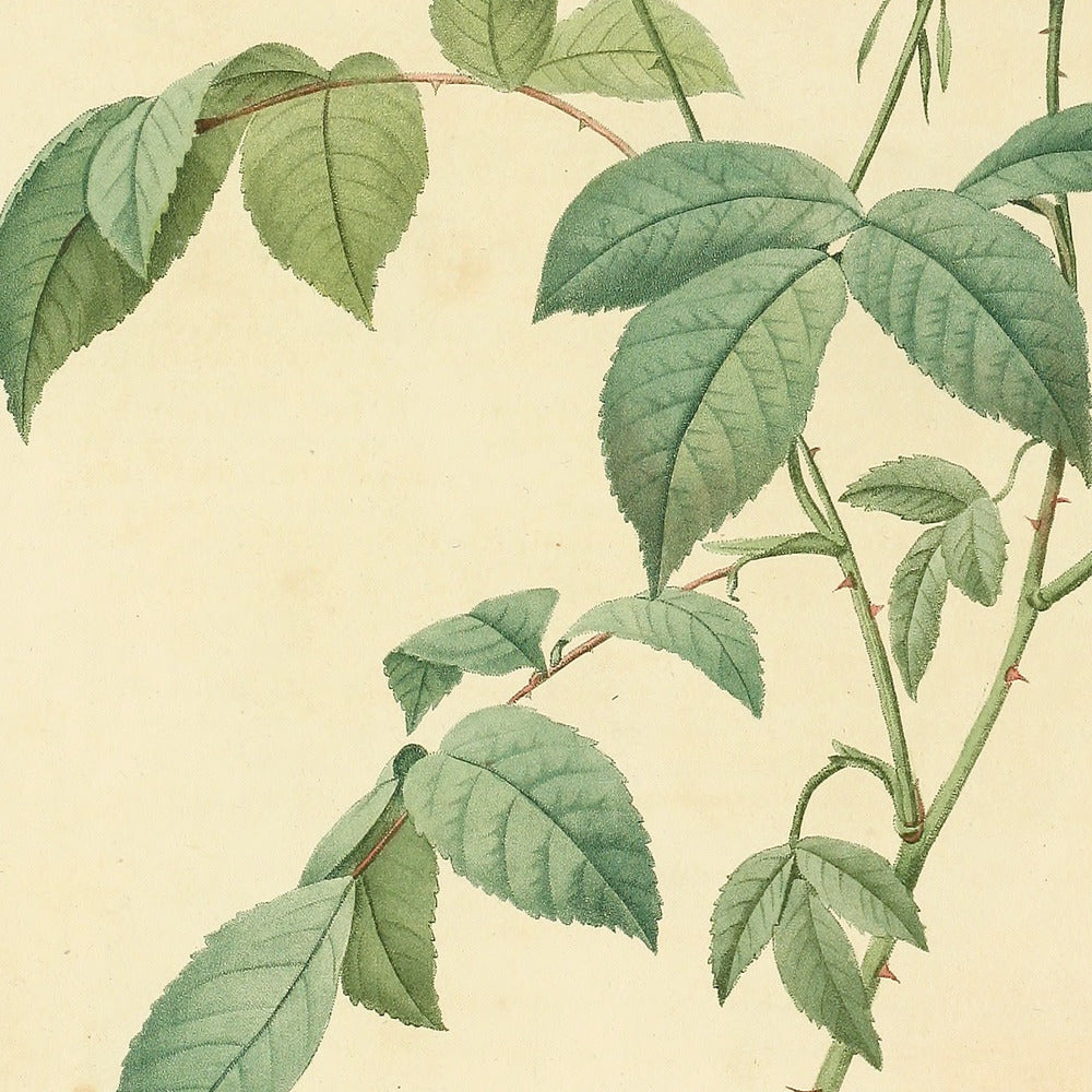 Rosa Indica subalba — Rosier du Bengale à fleurs blanches, hand-coloured stipple engraving after Redouté, engraved by Lemaire, Les Roses, Paris 1821.
