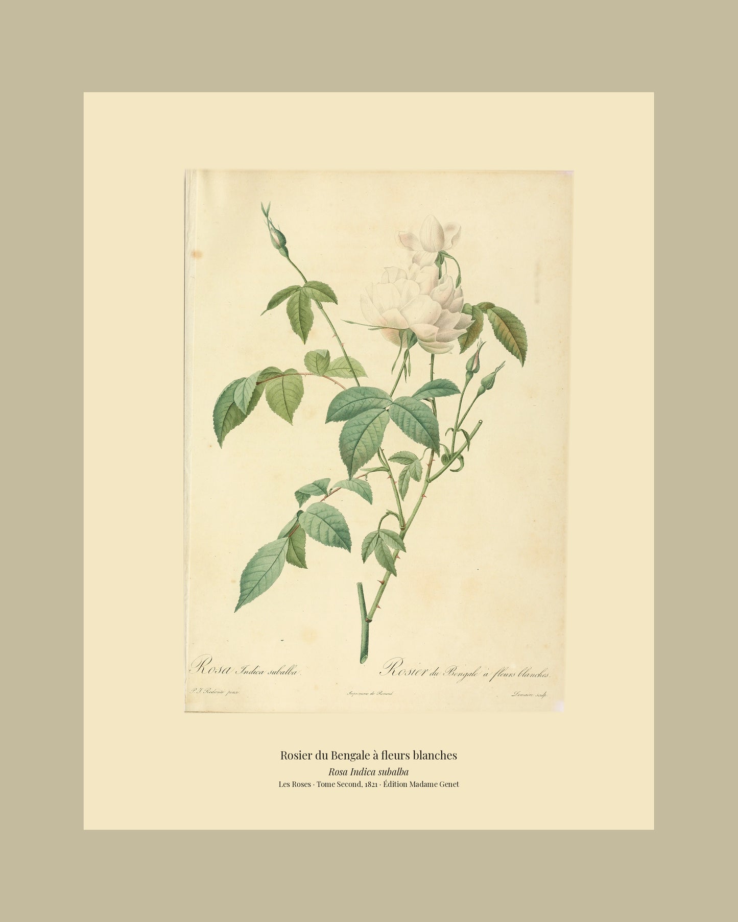 Rosa Indica subalba — Rosier du Bengale à fleurs blanches, hand-coloured stipple engraving after Redouté, engraved by Lemaire, Les Roses, Paris 1821.